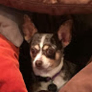 Meet your Posher, Sophia